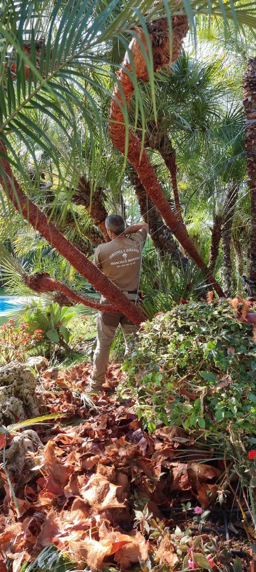 Un hombre está parado debajo de una palmera en el bosque.