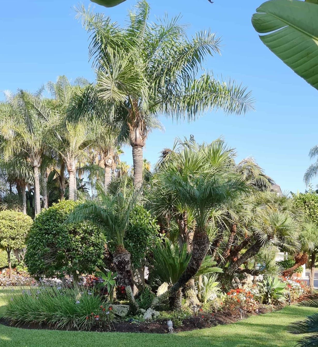 Un jardín lleno de muchas plantas tropicales y palmeras.