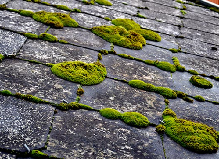 Mousse sur une toiture