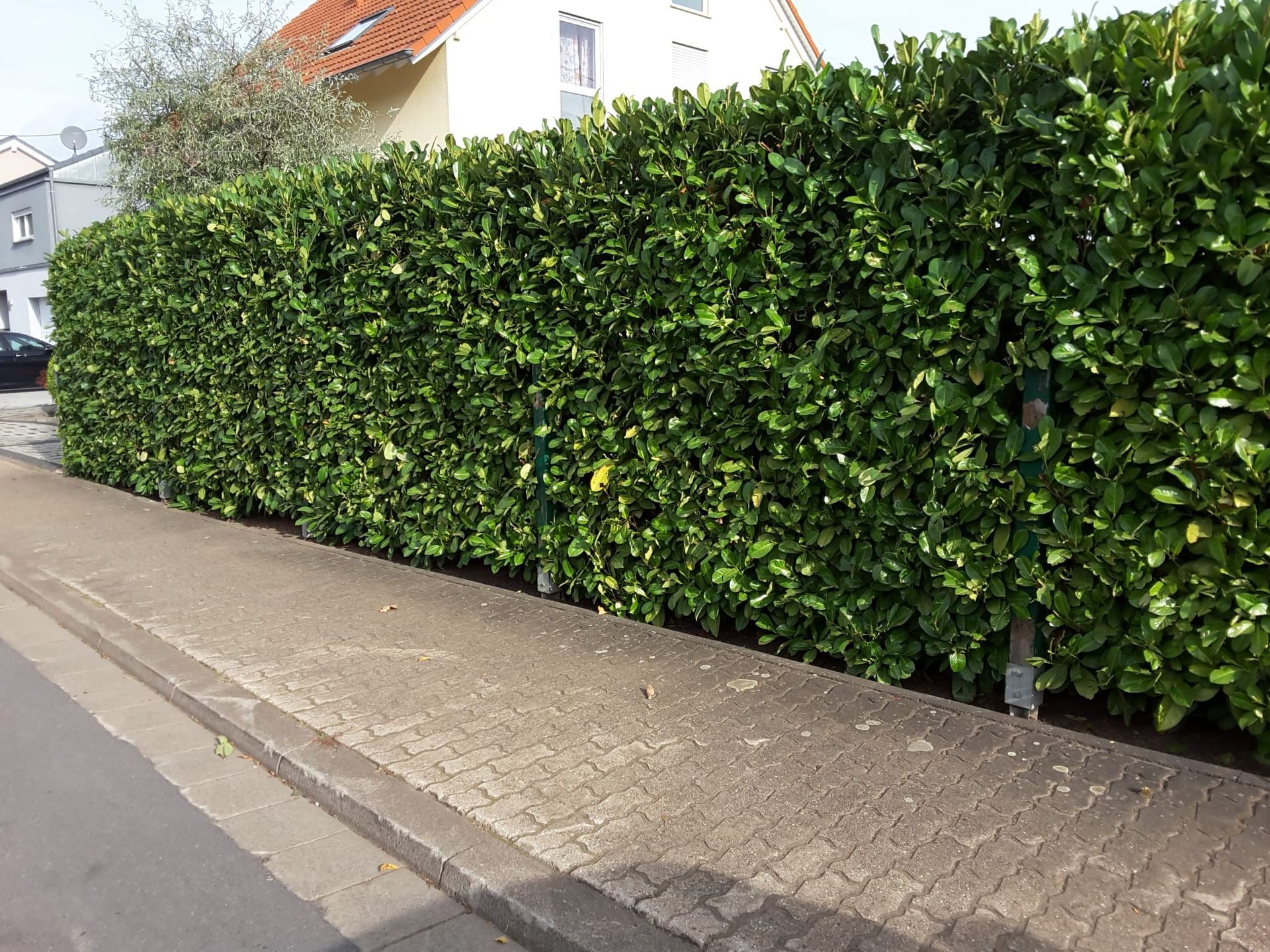 Mann schneidet Hecke