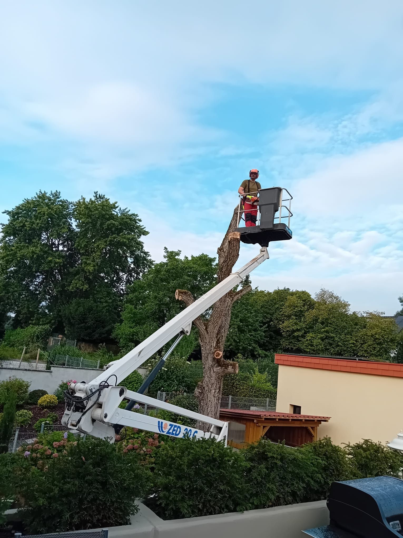 Männer fällen Baum