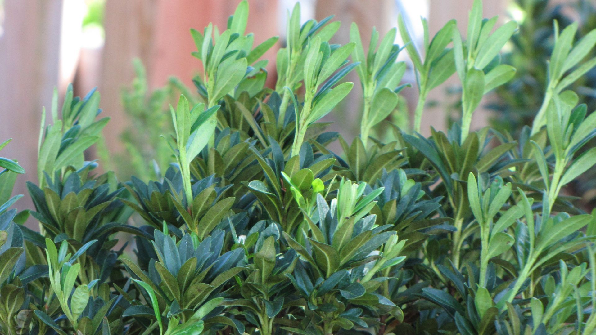 Bosshart Paysagiste -Baar