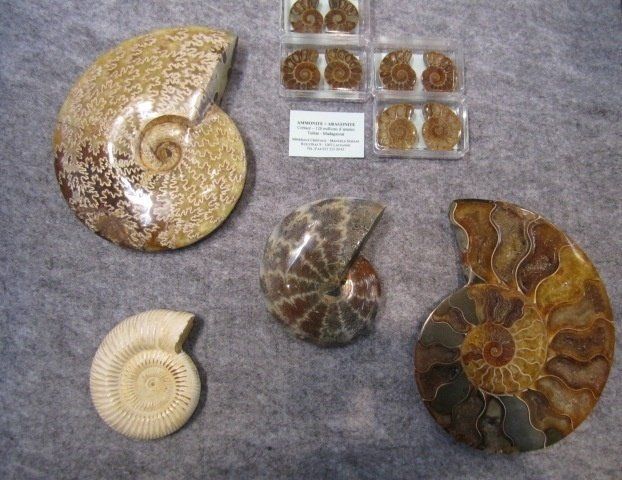 Minéraux Cristaux - Manuela Schaaf - Ammonites