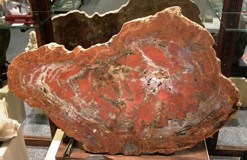 Minéraux Cristaux - Manuela Schaaf - Bois fossile