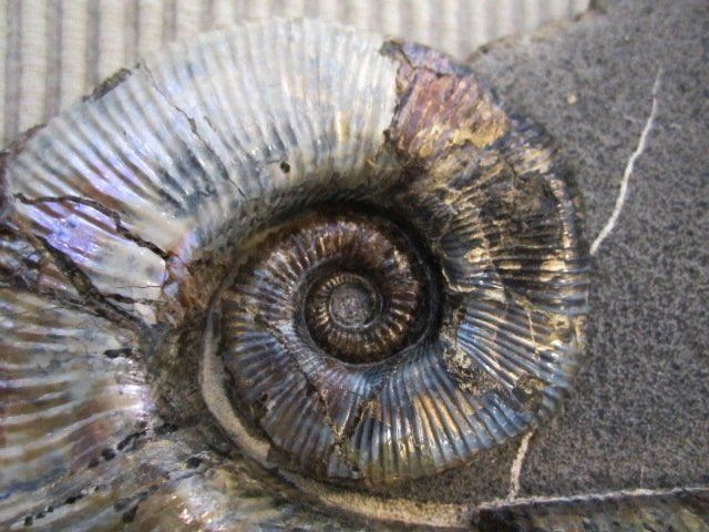 Minéraux Cristaux - Manuela Schaaf - Ammonite nacrée - Russie - détail