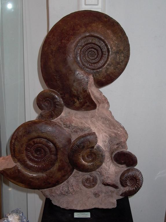 Minéraux Cristaux - Manuela Schaaf - Ammonites