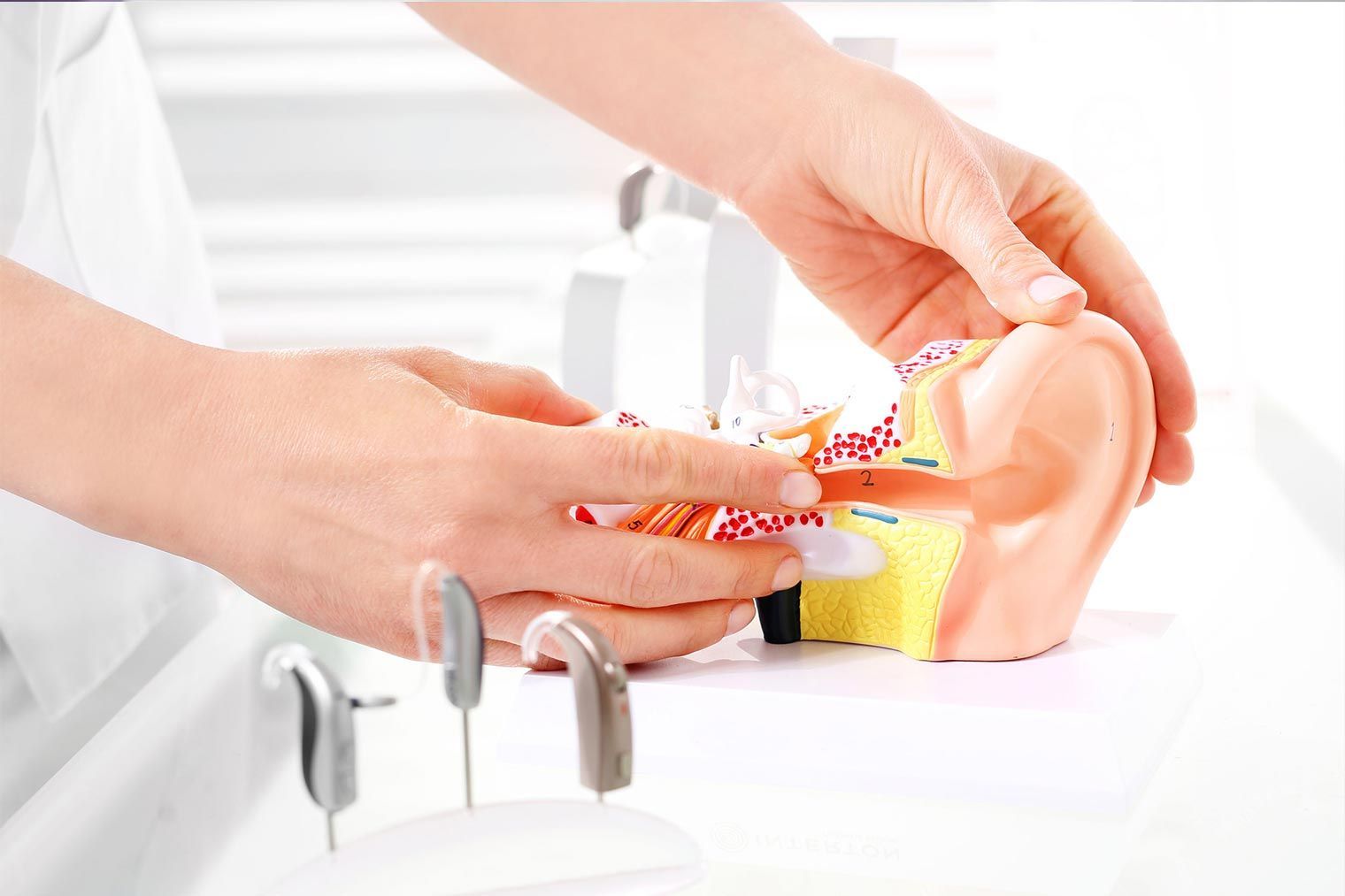 Una persona sostiene un modelo de una oreja con audífonos.