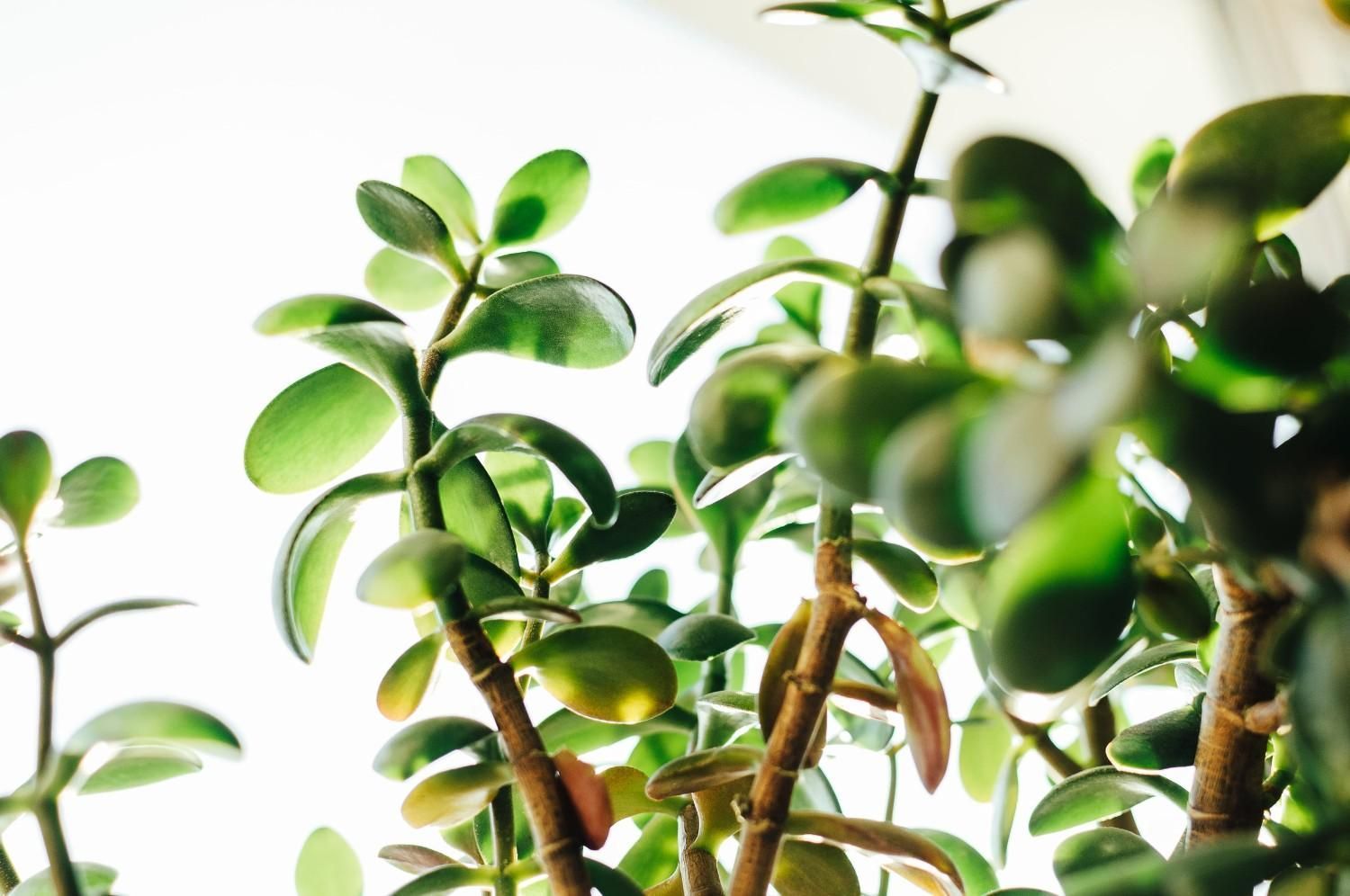 Suculentas verdes en maceta con hojas gruesas bajo una luz natural brillante.