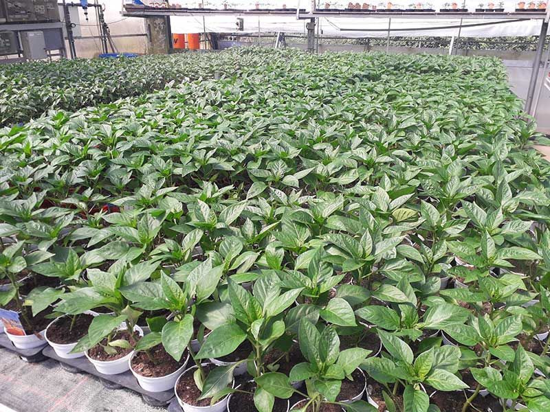 Gärtnerei und Blumenhaus Janowsky