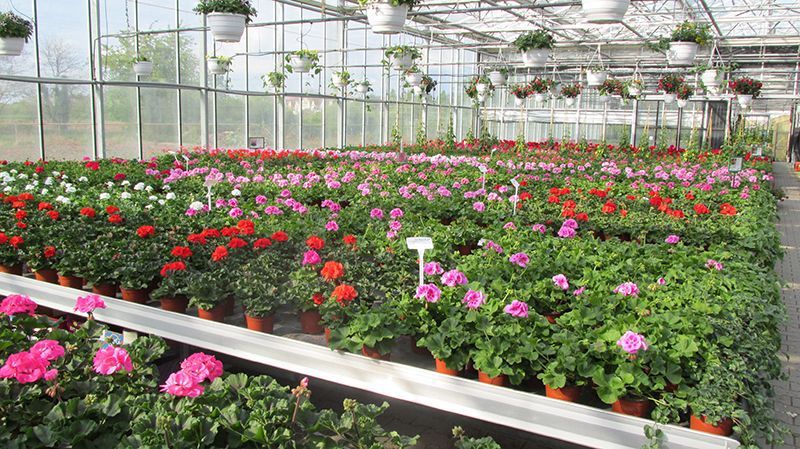 Gärtnerei und Blumenhaus Janowsky