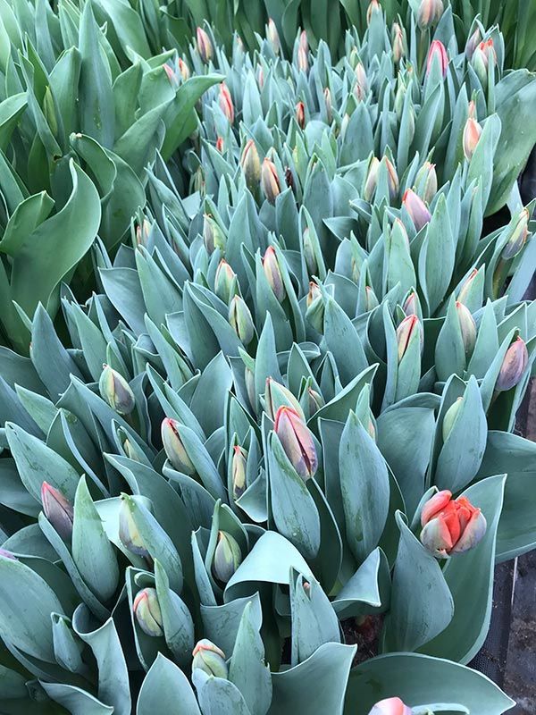 Gärtnerei und Blumen haus Janowsky