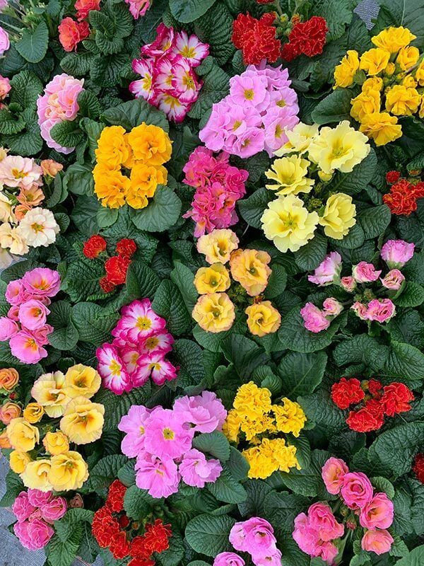 Gärtnerei und Blumenhaus Janowsky