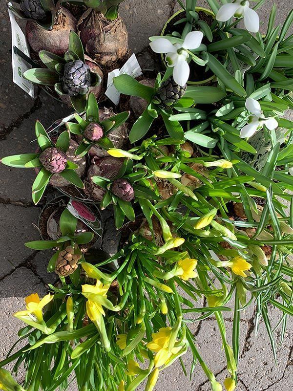 Gärtnerei und Blumenhaus Janowsky