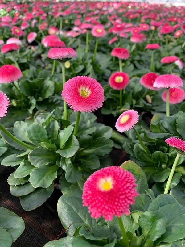 Gärtnerei und Blumenhaus Janowsky