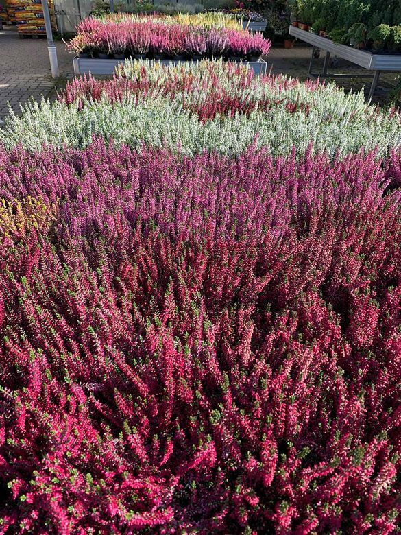 Gärtnerei und Blumenhaus Janowsky