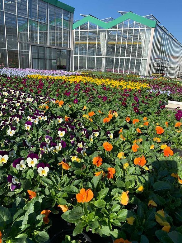 Gärtnerei und Blumenhaus Janowsky