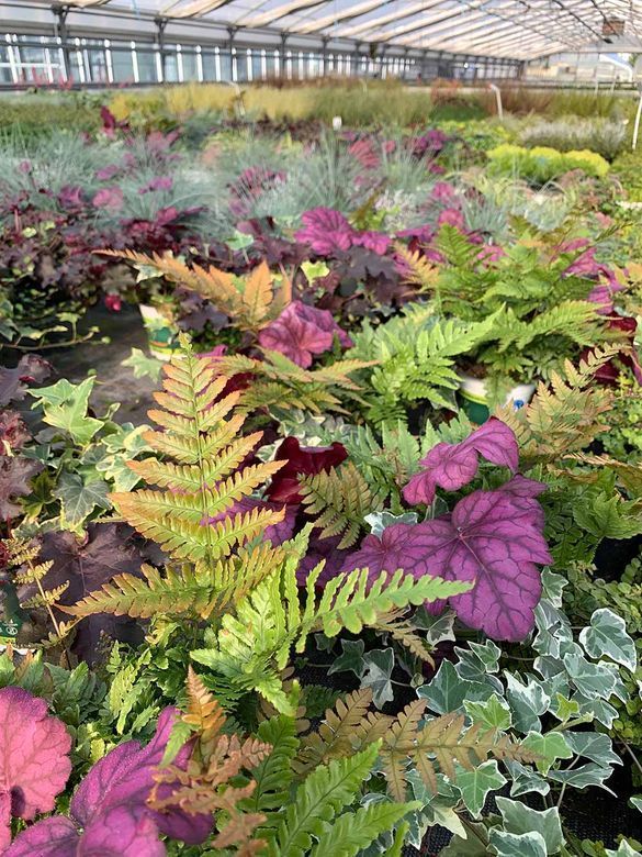 Gärtnerei und Blumenhaus Janowsky