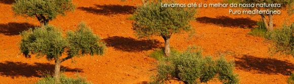 Uma vista aérea de uma fileira de oliveiras em um campo