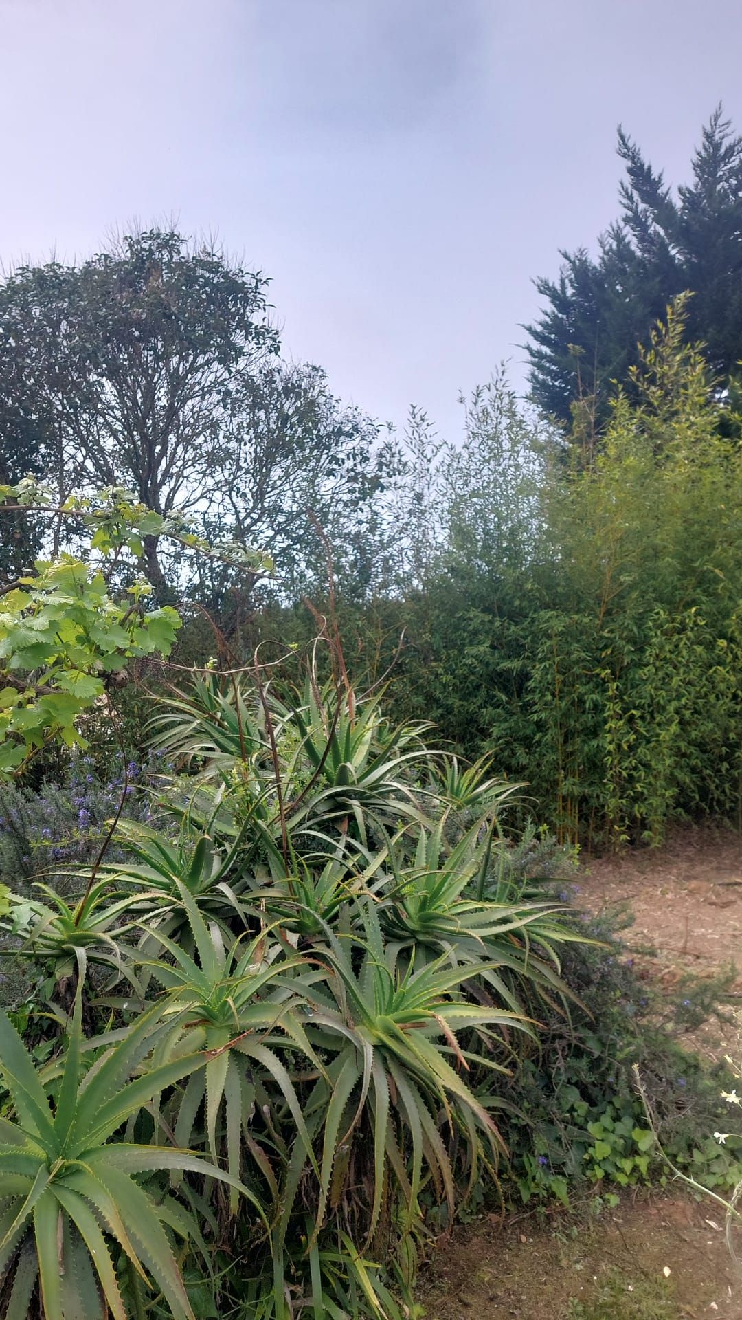 Construção e Manutenção de Jardins em Estoril, Carcavelos, Oeiras, Belém e Seixal