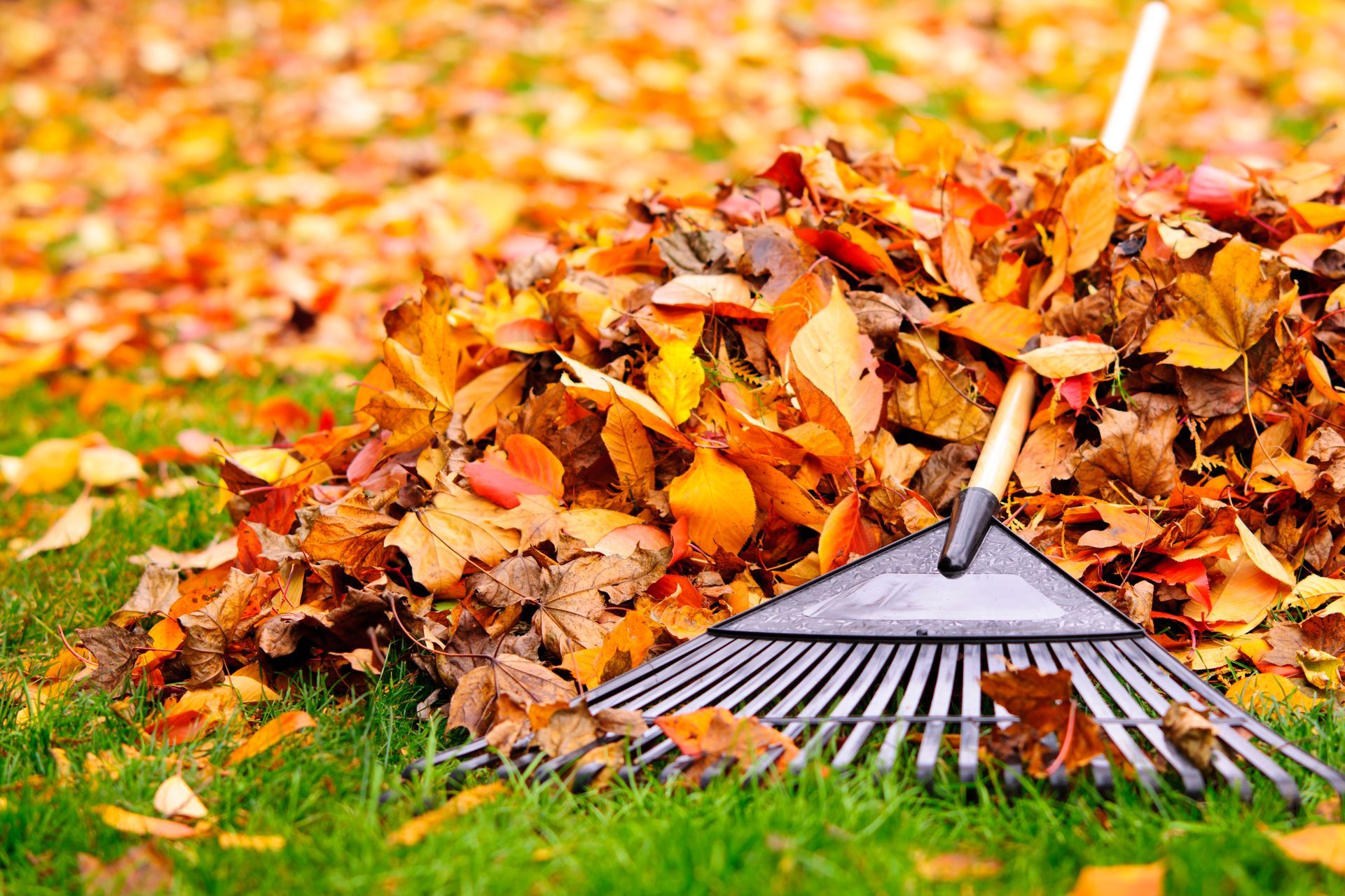 Feuilles d'automne ramenées avec un râteau