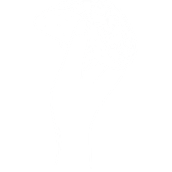 Primer plano de un colibrí vibrante