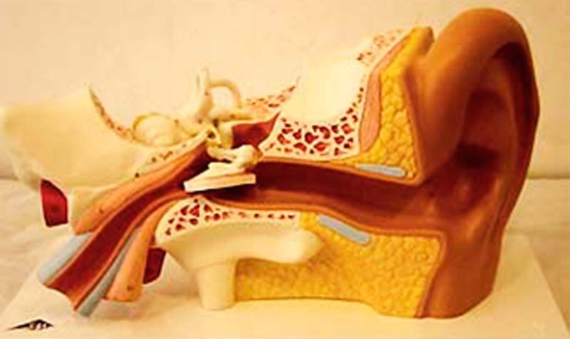 Sección transversal de un oído humano que muestra las estructuras del oído externo, medio e interno en color.