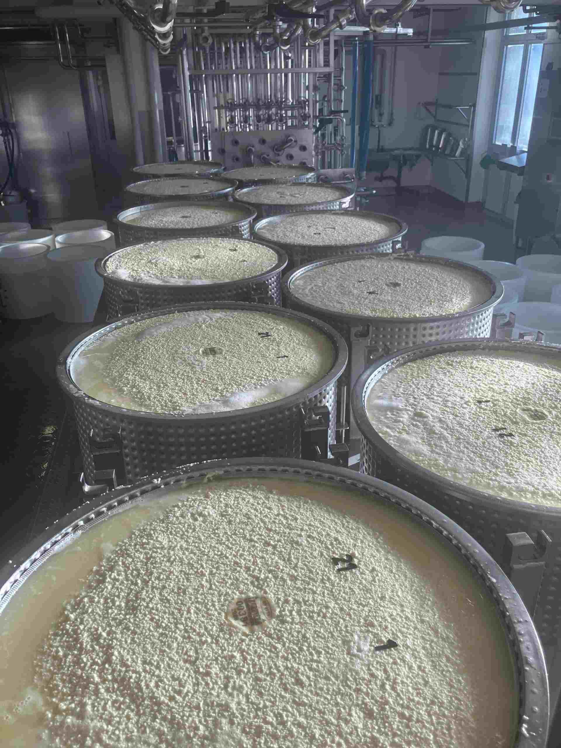 De grands conteneurs remplis d'une substance crémeuse et texturée, probablement du fromage en grains, dans un contexte industriel.