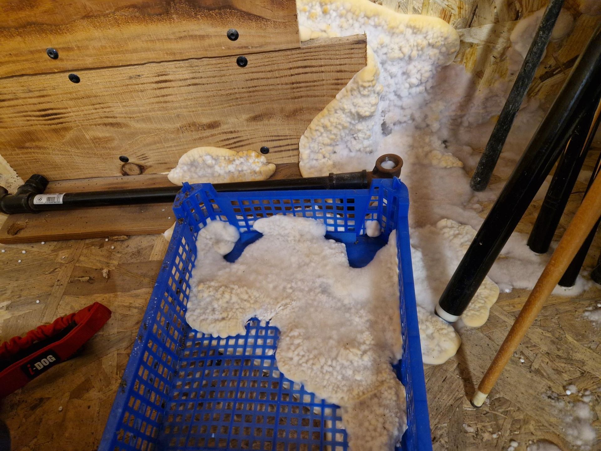 Mérule dans un chalet en bois en Sarthe