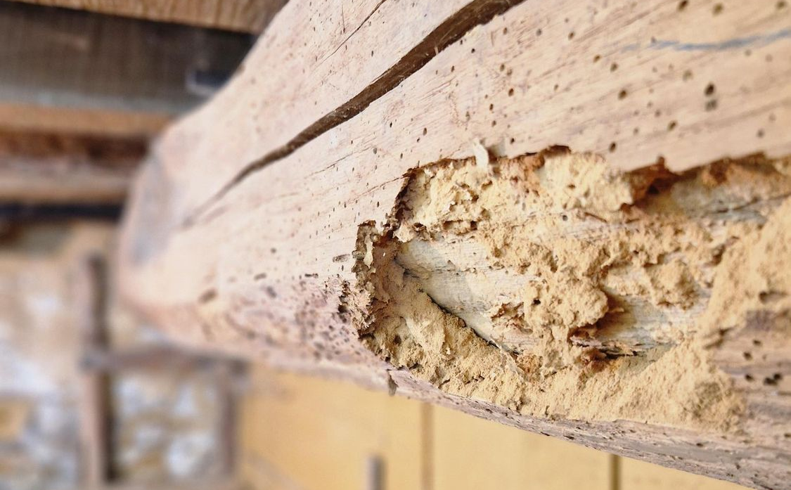 Gros plan sur une poutre en bois présentant une importante zone de matière manquante, avec des cavités, des fissures et une texture friable visibles à la surface.