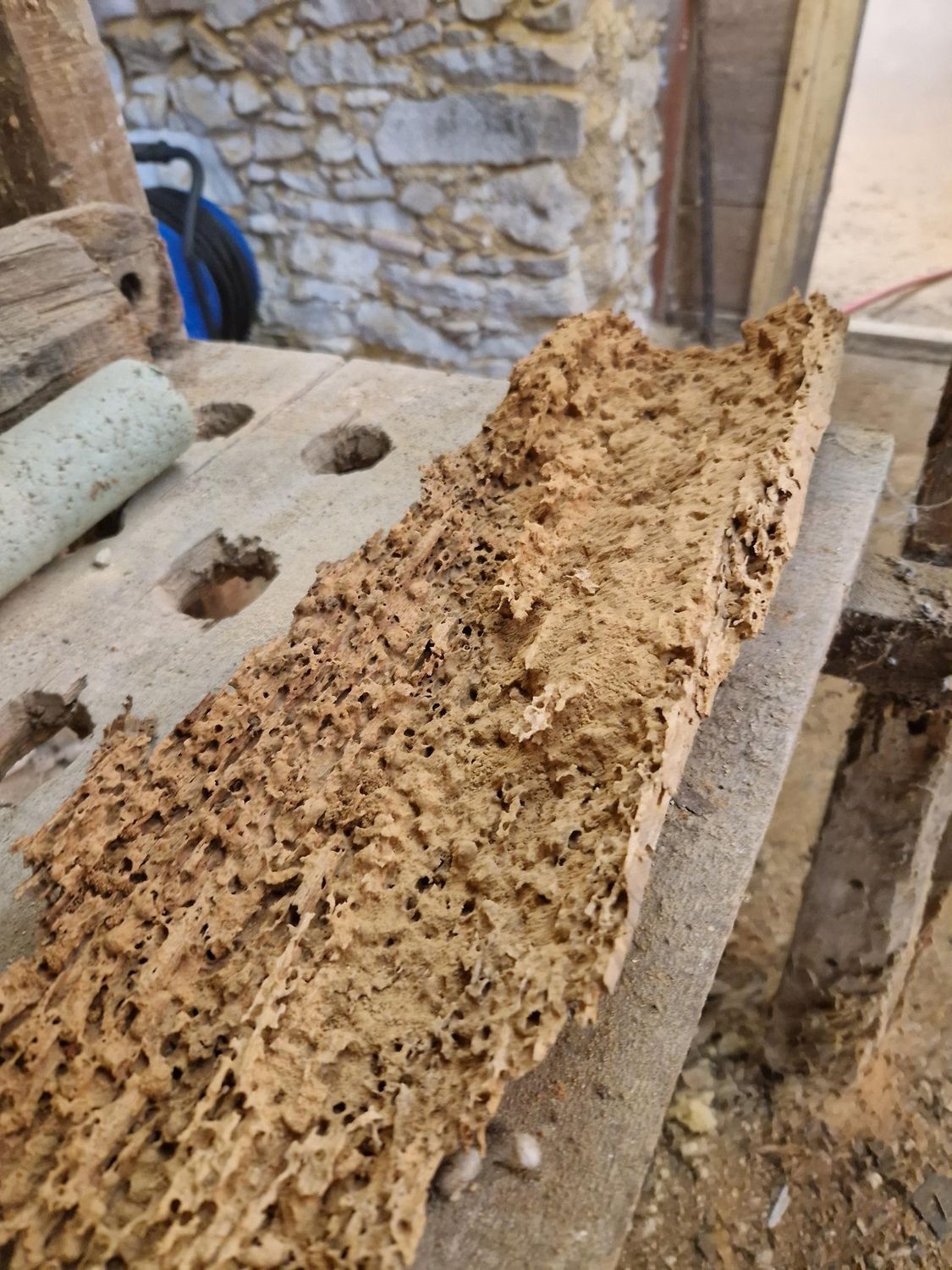 Dégat réaliser pas des grosse vrillettes et vrillettes