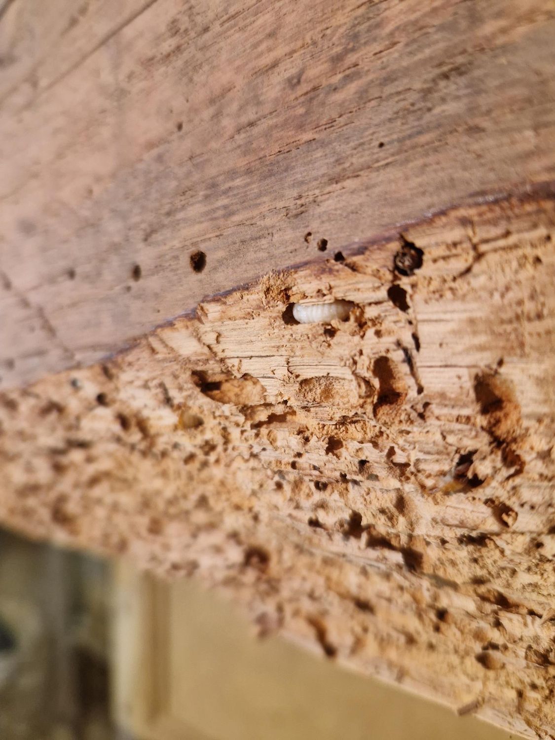 Larve de vrillette des le bois 