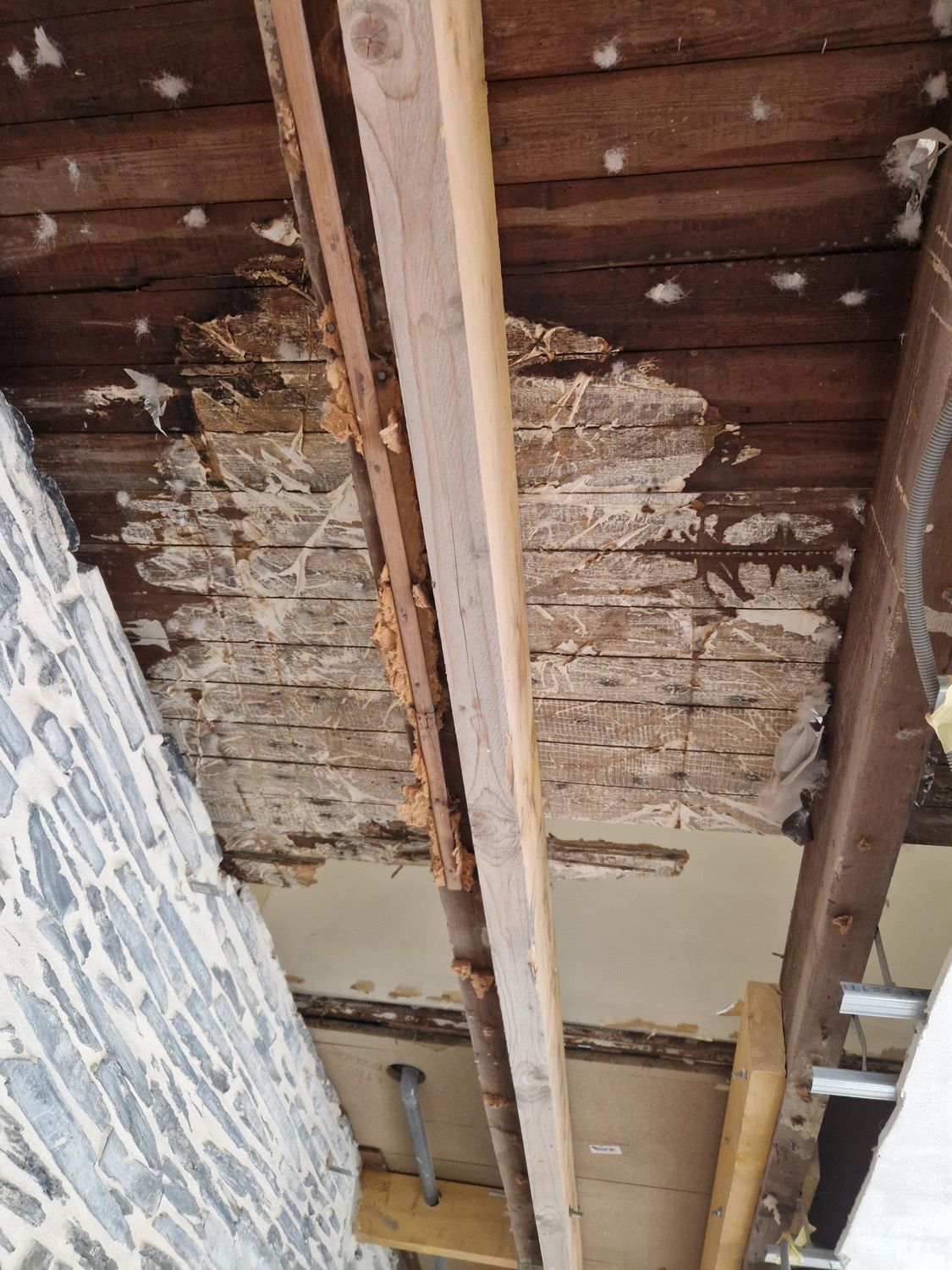 Mérule sur un plancher en bois