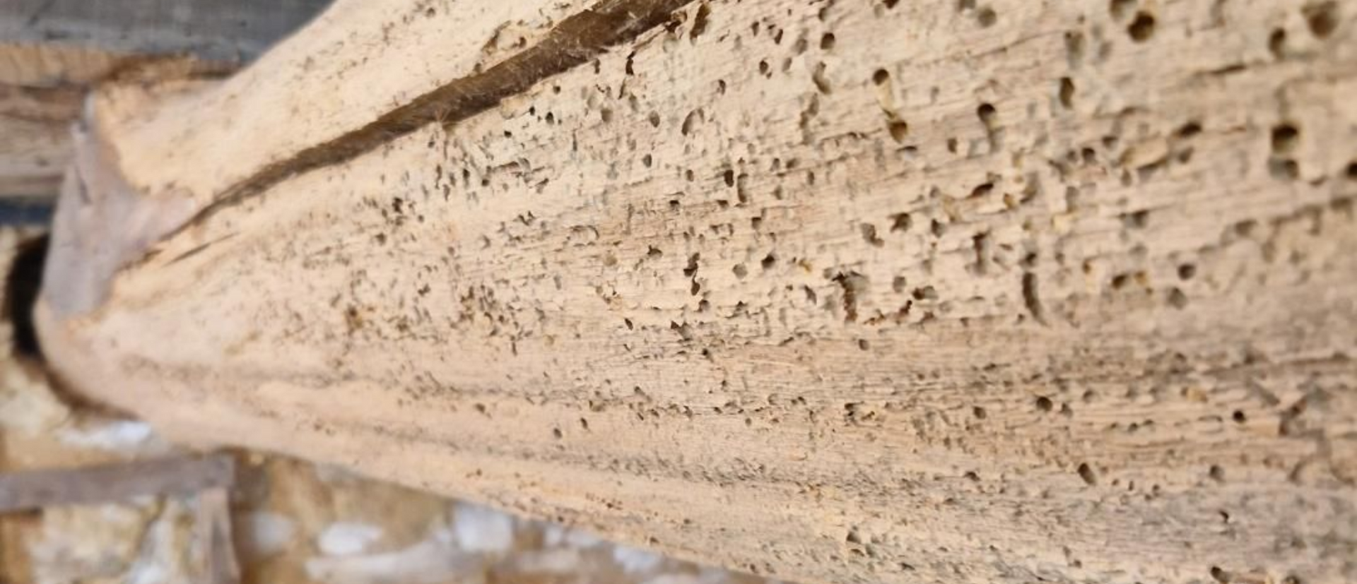 Gros plan sur une surface en bois présentant une multitude de perforations et de creux visibles