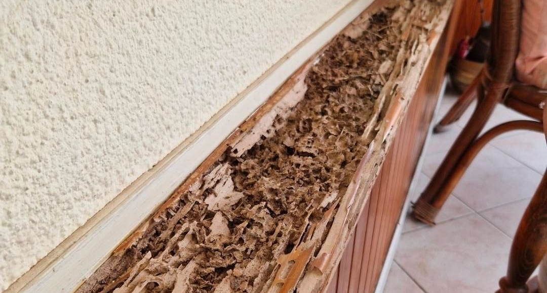 Gros plan sur un élément en bois présentant une importante dégradation de la matière, avec de nombreuses cavités et zones creusées visibles sur toute sa longueur.