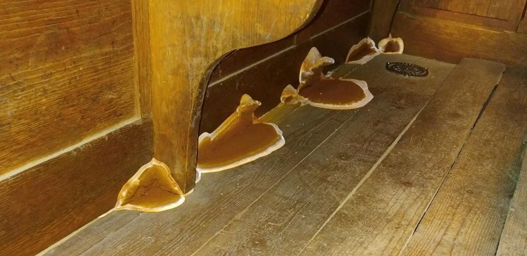 Champignon de couleur brun-orangé, bordées de blanc, se développant sur du plancher
