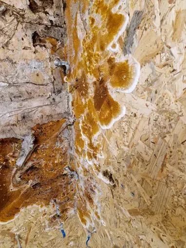 Mérule pleureuse sur OSB