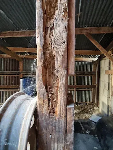 Dégâts réalisés par des termites souterraine sur du bois