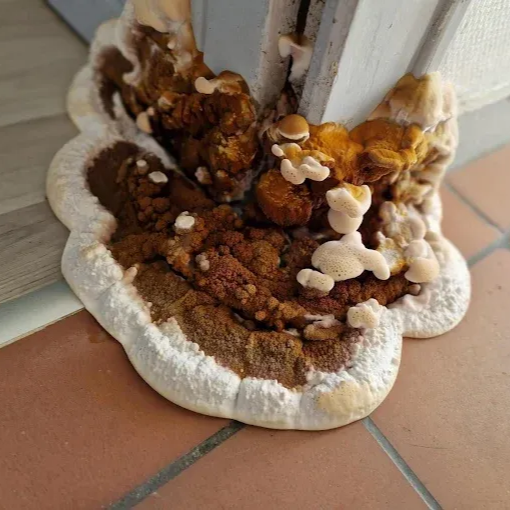 Une grosse mérule sur un sol