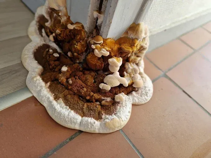 Champignon sur un mur