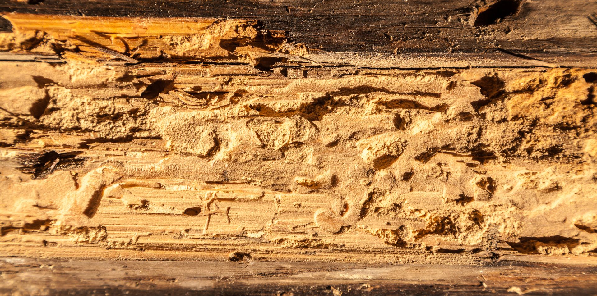 Gros plan sur une pièce de bois présentant de nombreuses cavités, galeries et zones de matière creusée visibles à la surface.
