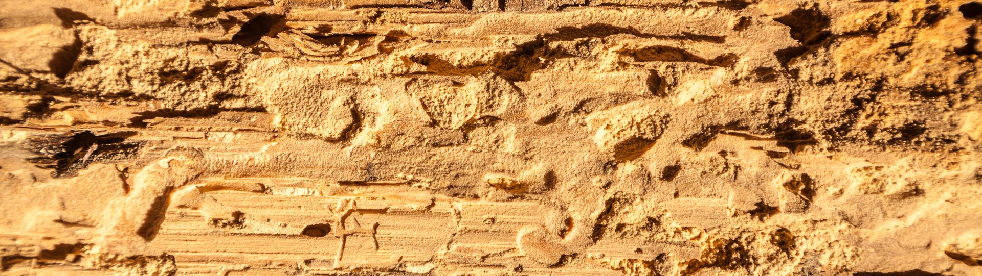 Détail d'une pièce de bois montrant un réseau de galeries et de creux visibles à la surface.