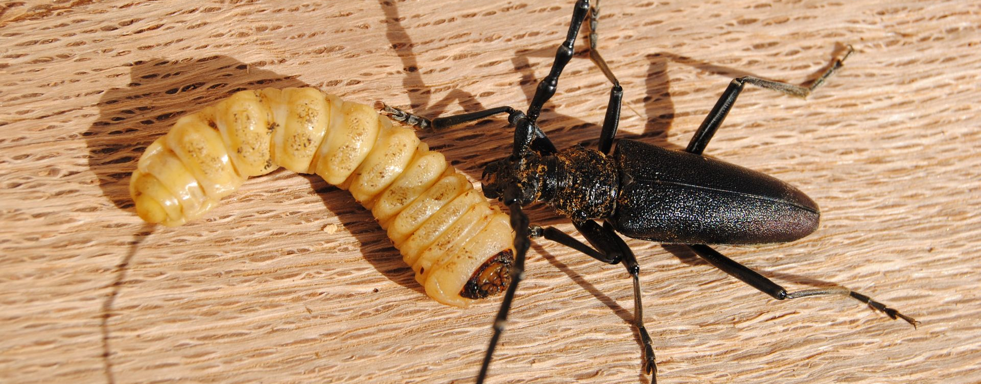 Insecte noir au corps allongé et larve de couleur crème visibles côte à côte sur une planche en bois.