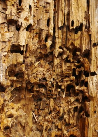Gros plan sur une pièce de bois fortement dégradée présentant de nombreuses cavités, perforations et zones de matière manquante visibles sur toute la surface.