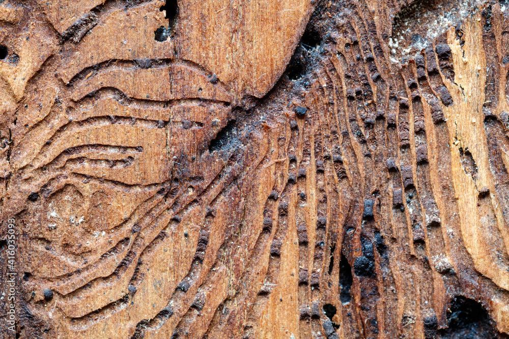 Bois abîmé par des insectes xylophages
