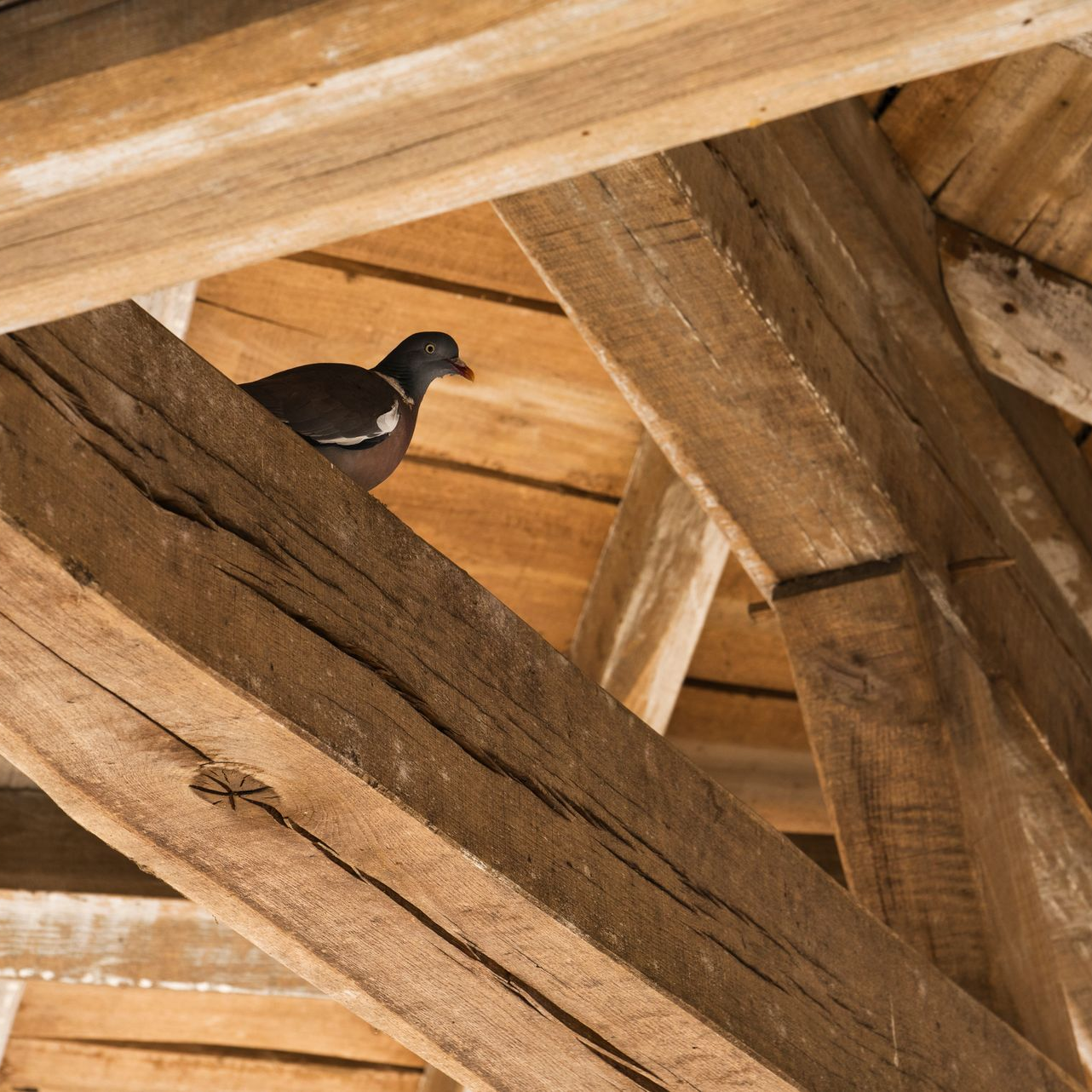 Un pigeon sur une charpente en bois