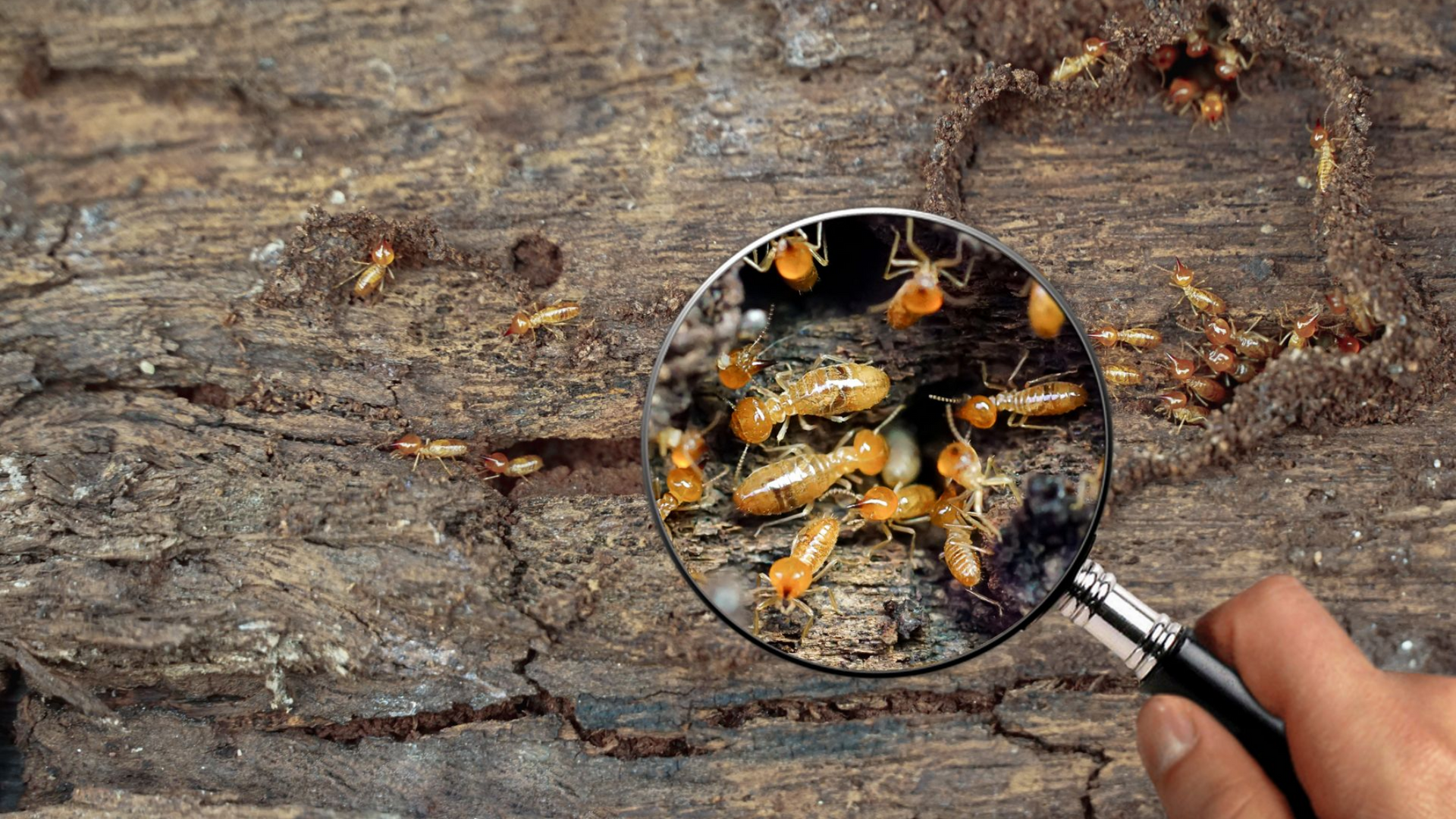 Loupe montrant des termites sur du bois