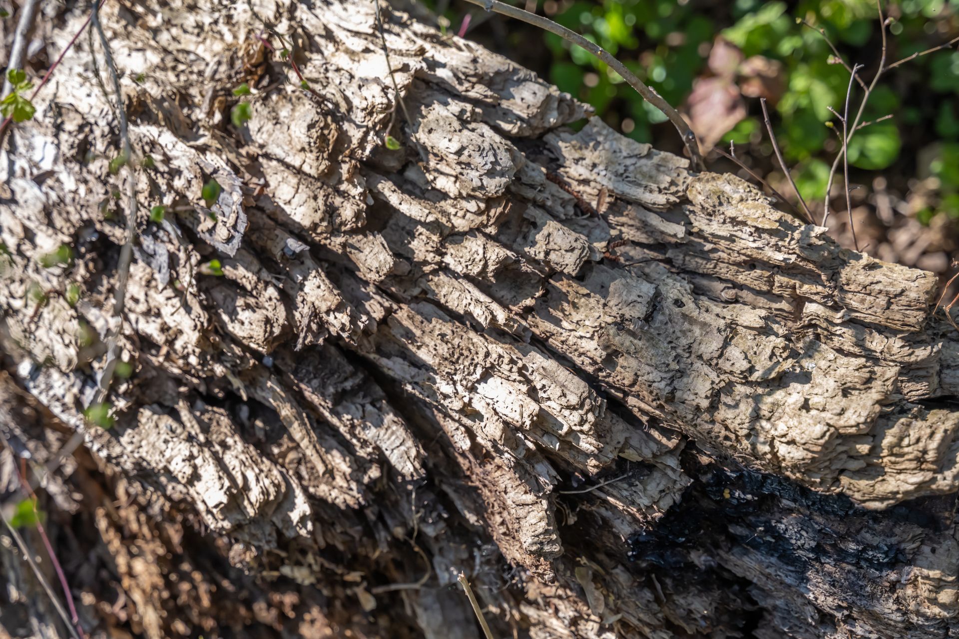Bois infesté de vrillettes