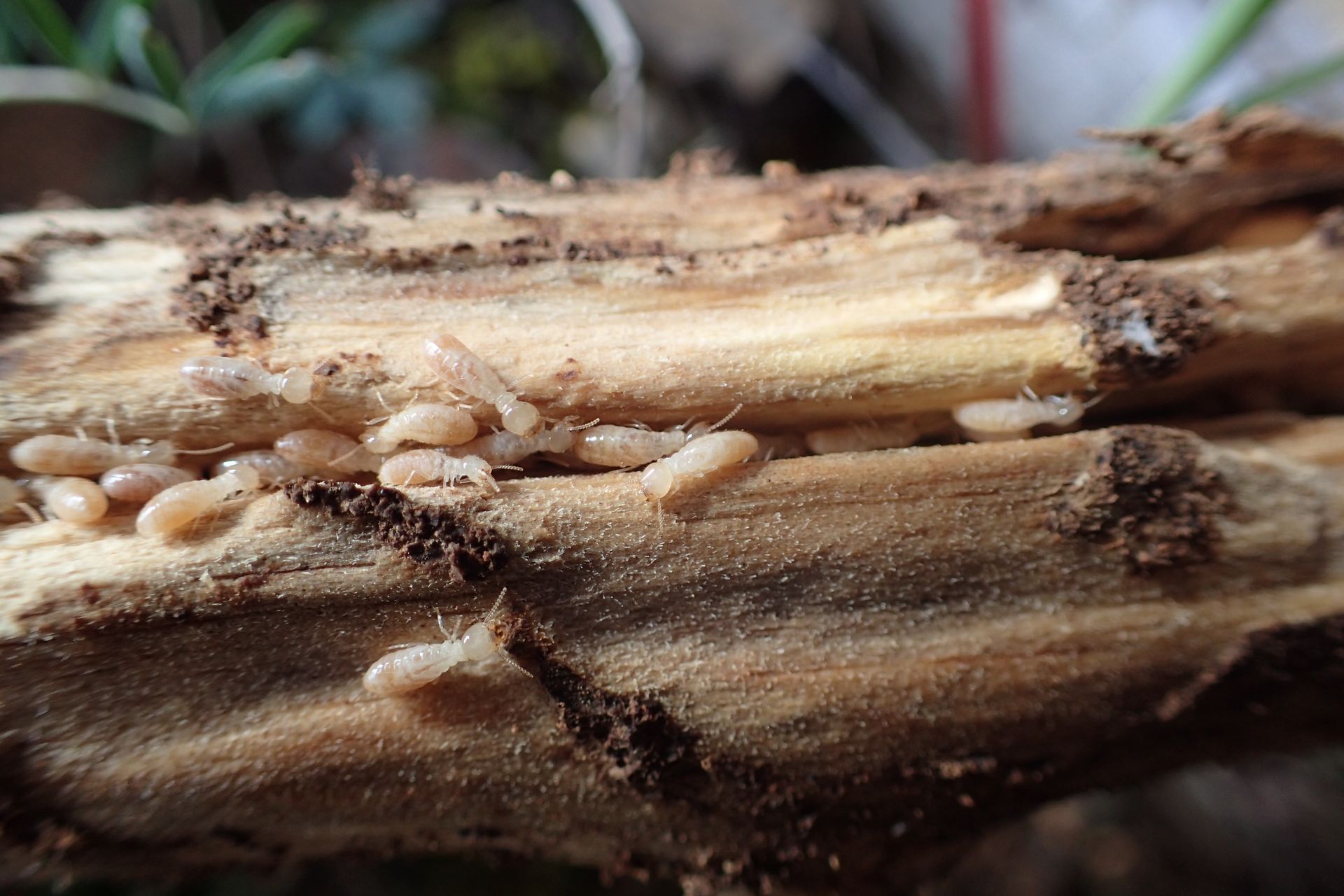 Larve de termite