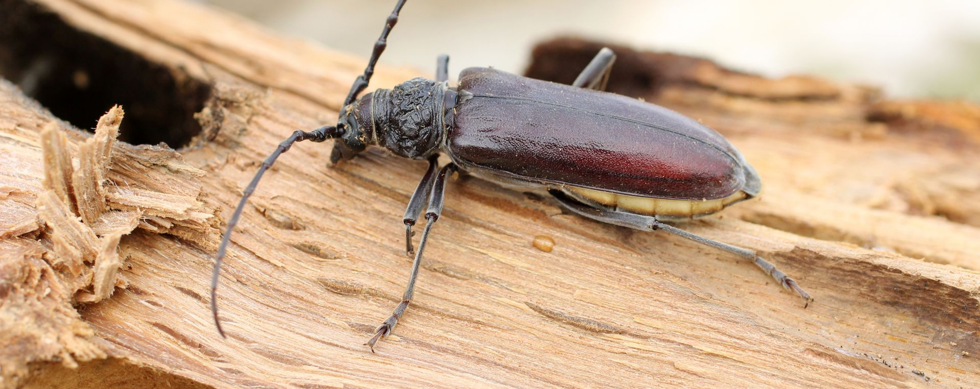 Gros plan sur un insecte brun foncé aux longues antennes posé sur une surface en bois clair.