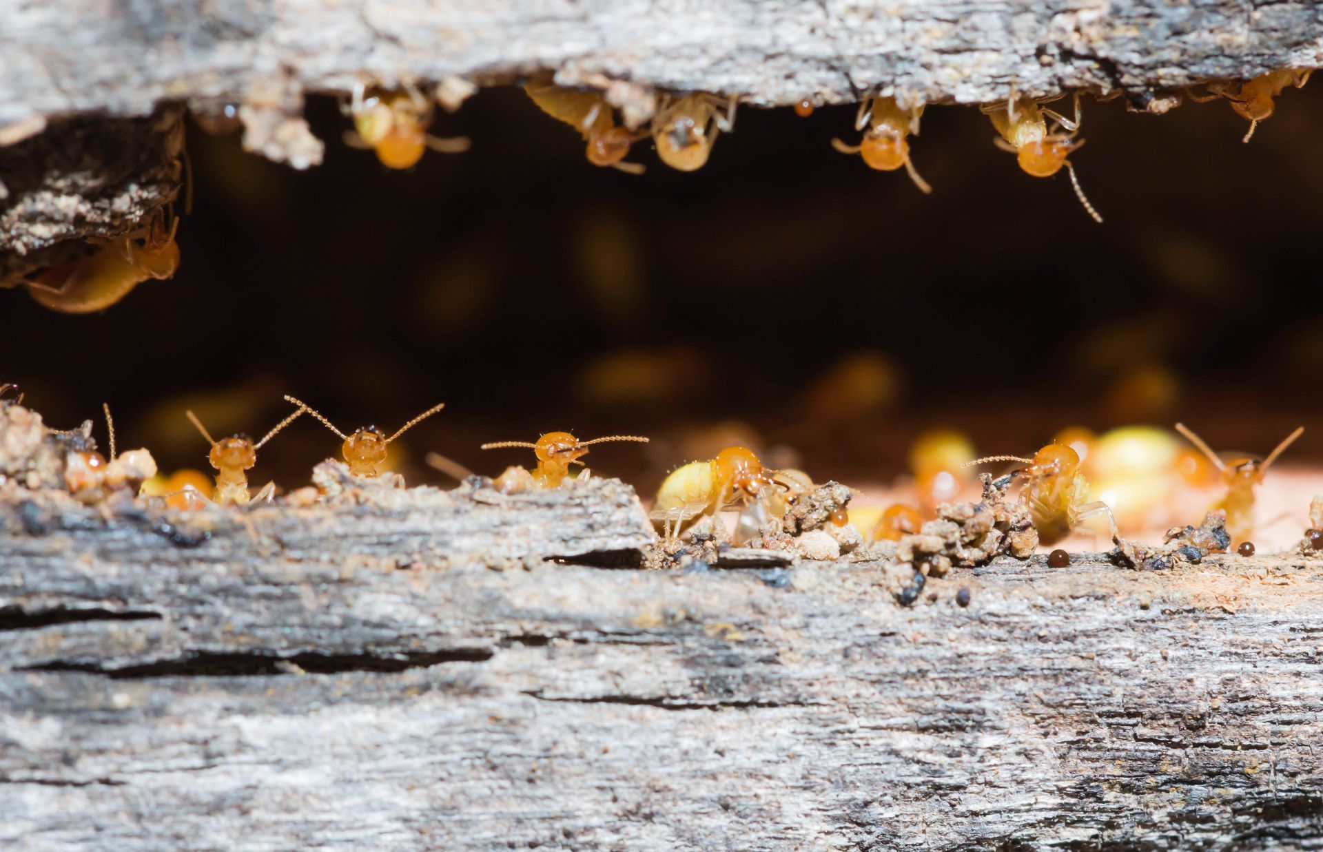 Bois avec des termites dessus
